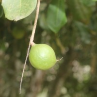 Macadamia ternifolia F.Muell.